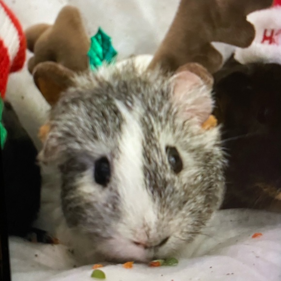 Meet your Posher, Satomi - Picture 1 of 1